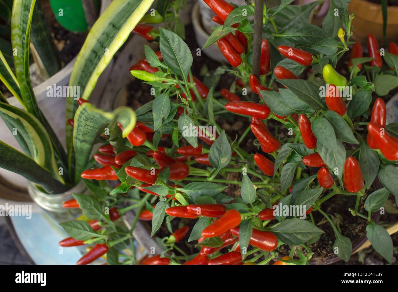 Une plante de balcon pleine de piments rouges mûrs et quelqu'un en maturité, la variété Acapulco Banque D'Images