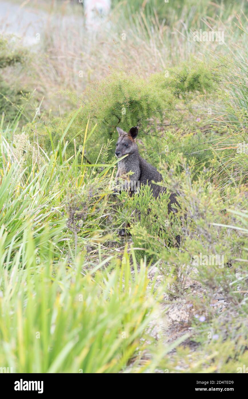 Un wallaby de marais femelle (Wallabia bicolor) se nourrit de graminées indigènes dans le Bush de Sydney. Malgré sa coloration foncée, le marsupial de macropod se mélange bien Banque D'Images