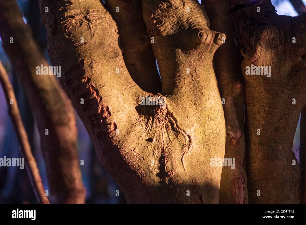 Tronc d'arbre ronlé sous forme humaine Banque D'Images