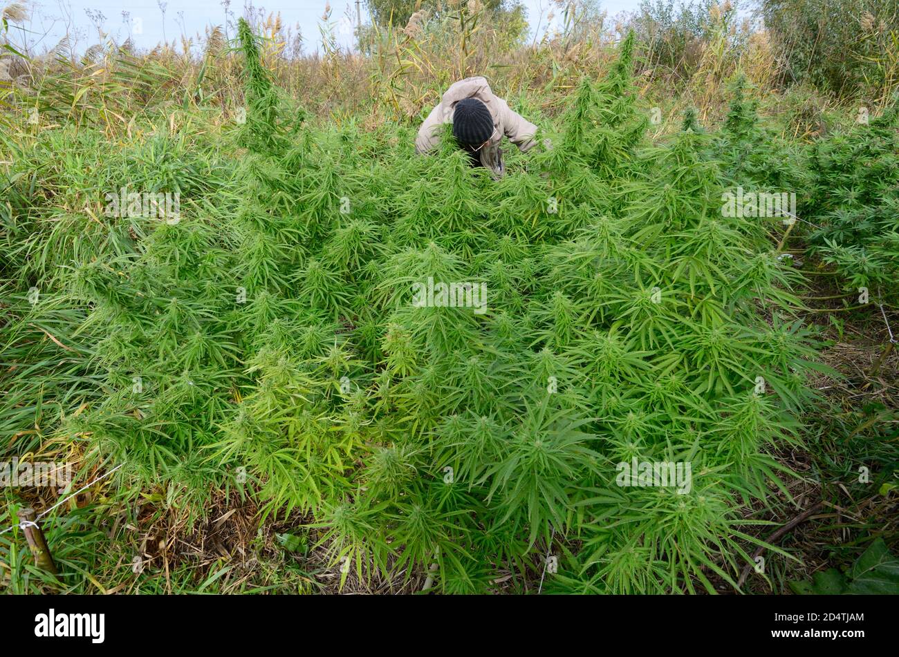 Homme producteur vérifiant le buisson de cannabis en croissance dans le champ, bourgeons floraison Banque D'Images