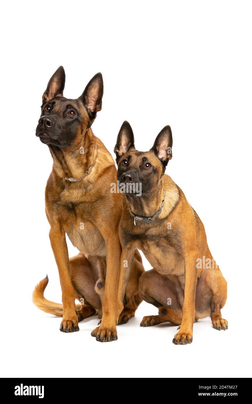 Deux chiens Malinois belges devant un fond blanc Banque D'Images