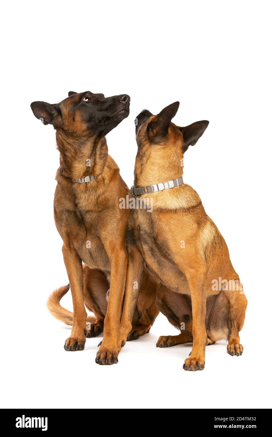Deux chiens Malinois belges devant un fond blanc Banque D'Images