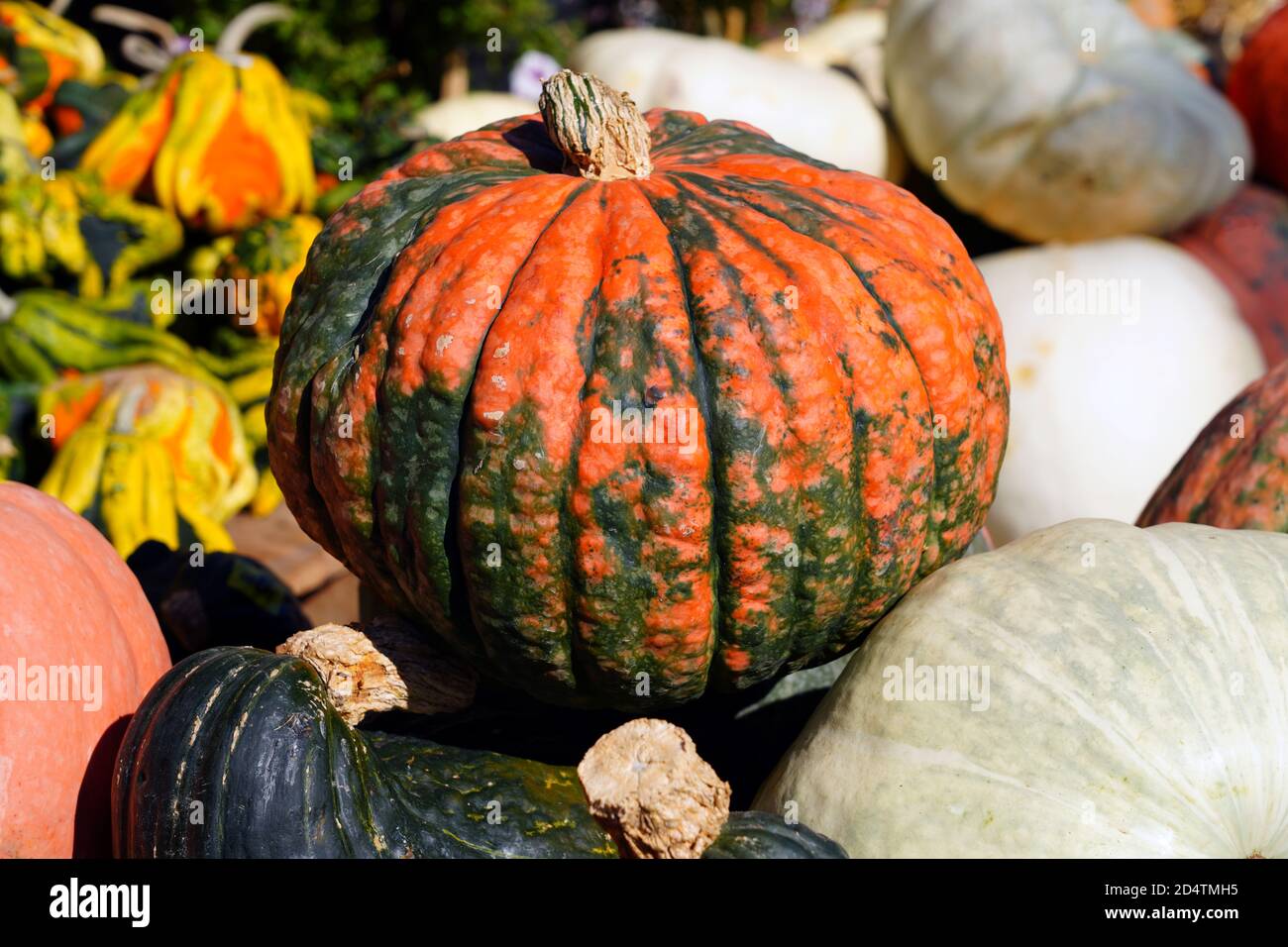 Des Courhaches Et Des Gourdes De Citrouille Orange, Jaune Et Blanche  Colorées Sur Un Marché Agricole À L'automne Photo Stock - Alamy