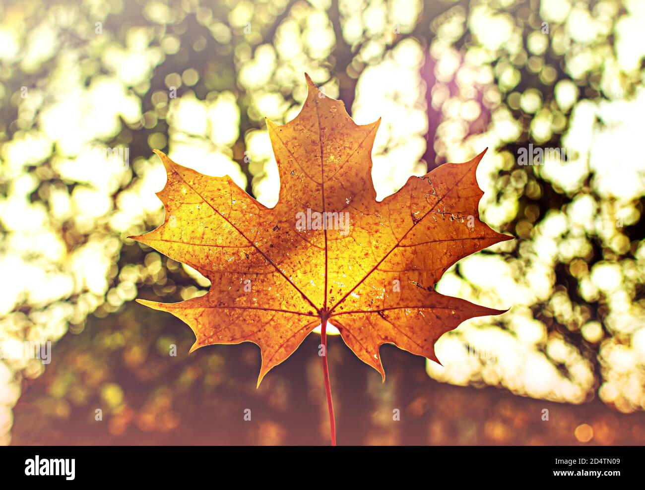 Feuille d'érable doré illuminée sur fond naturel du parc d'automne Banque D'Images