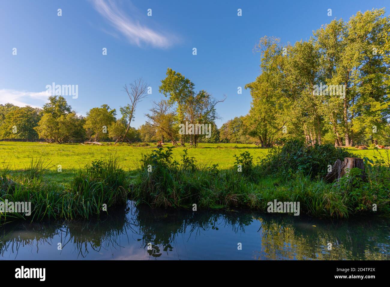 Réserve de biosphère de l'UNESCO Spreewald ou forêt de Spree, une excursion en bateau à partir de la communauté de Burg, Brandebourg, Allemagne de l'est, Europe Banque D'Images