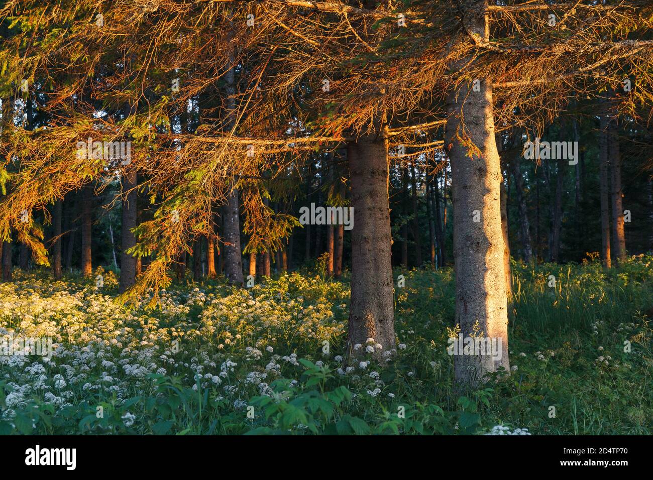 Forêt de pins avec le dernier des rayons de soleil sur les arbres. Banque D'Images