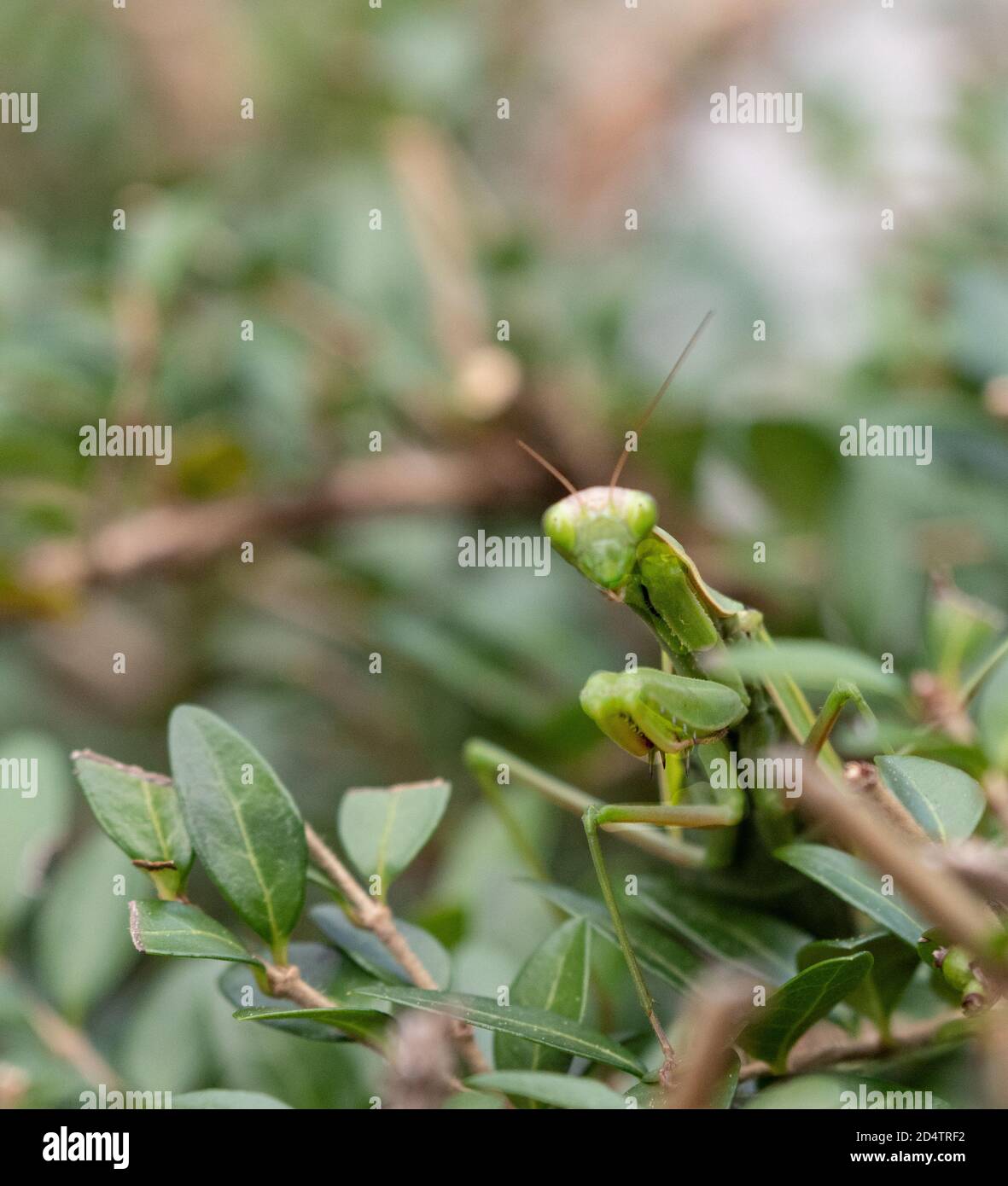 mantis de prière adulte vert, camouflé parmi les feuilles d'un buisson en attente de proies Banque D'Images