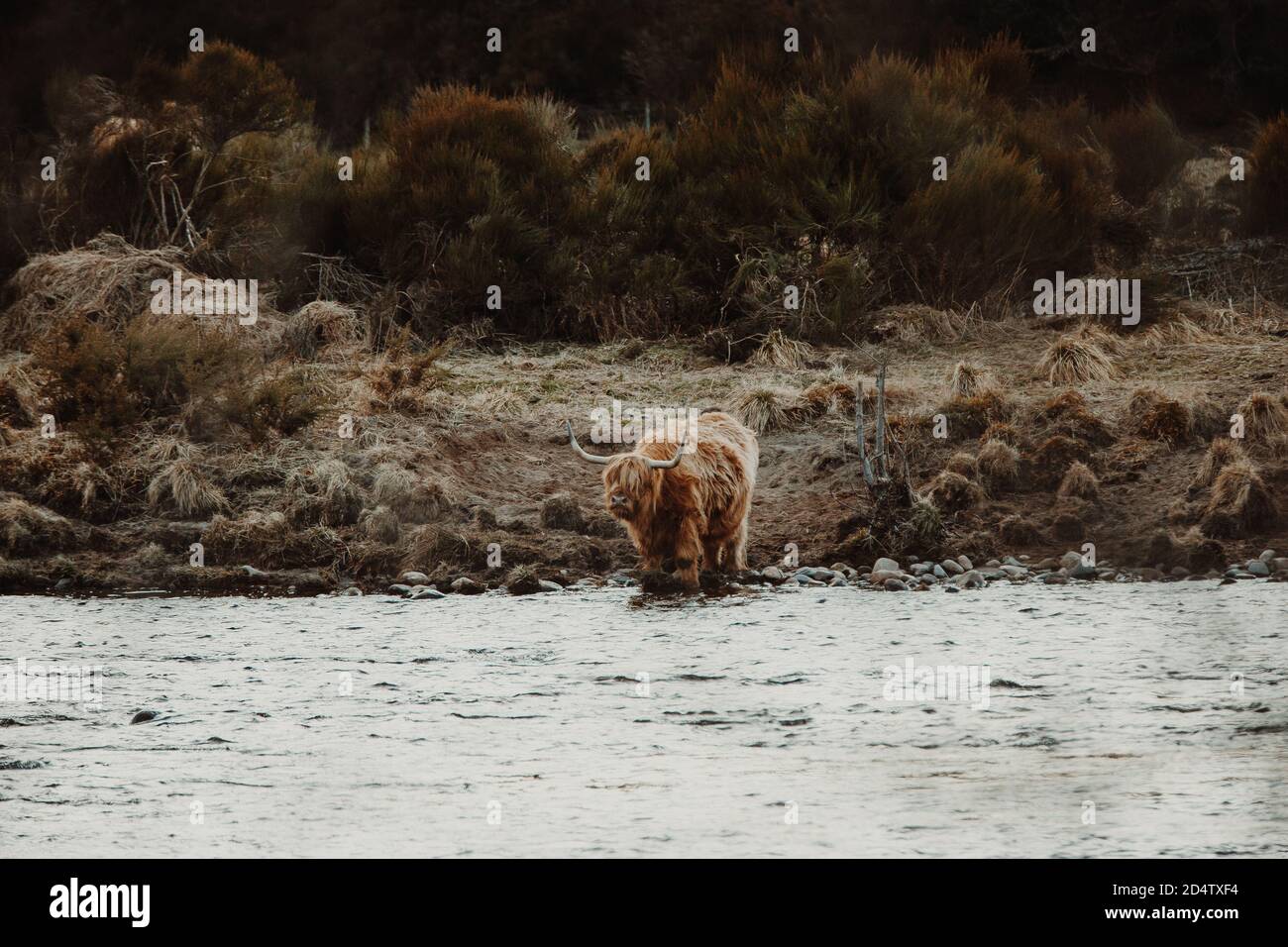 Highland Cow, Écosse // © Amy Muir Banque D'Images