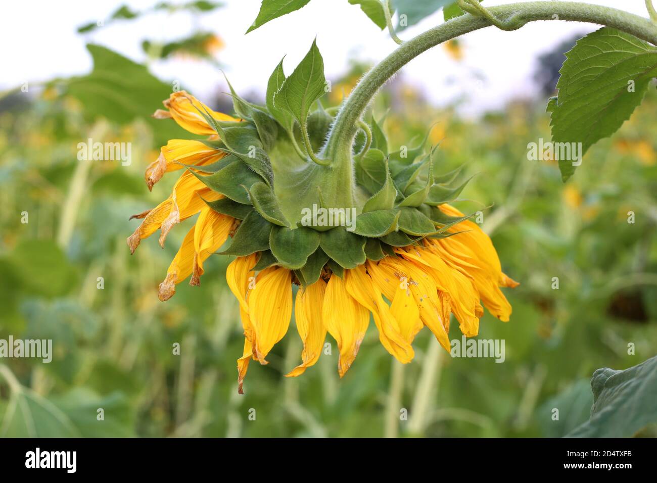 Le champ de Big Sunflower en Provence Banque D'Images