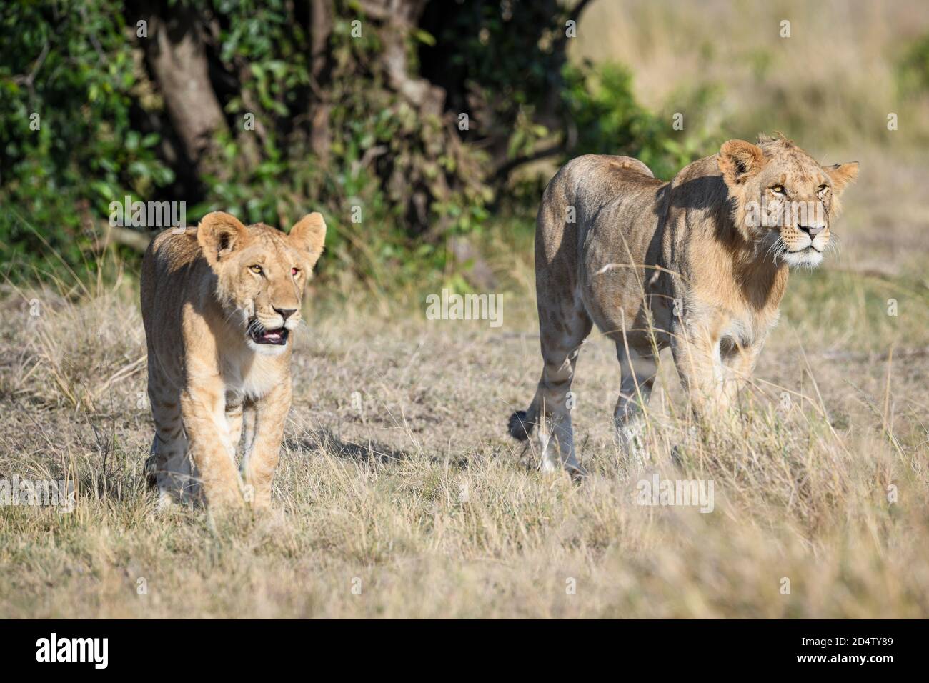 Oursons de Lion (Panthera leo) dans le Mara Masaai du Kenya Banque D'Images
