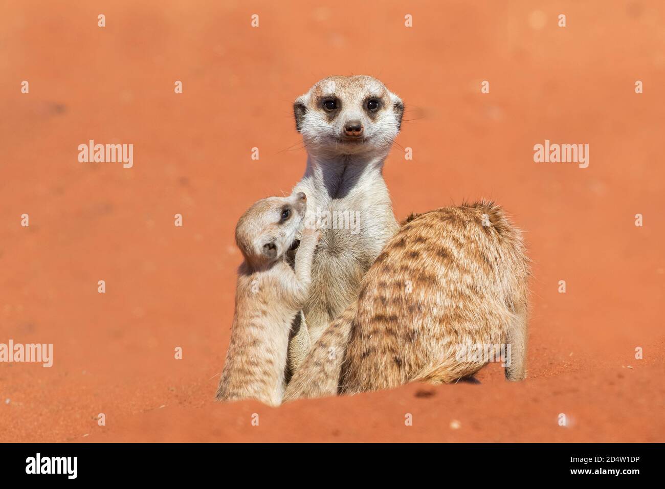 Famille Meerkat (Suricata suricata), désert de Kalahari, Namibie Banque D'Images