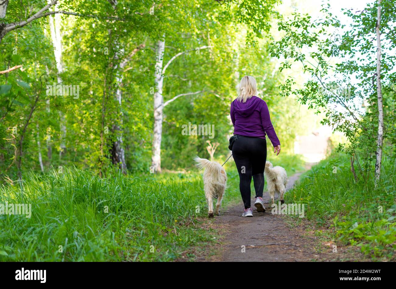 Femme caucasienne avec ses chiens marchant dans la forêt. Vue de l'arrière, sans visage. Banque D'Images