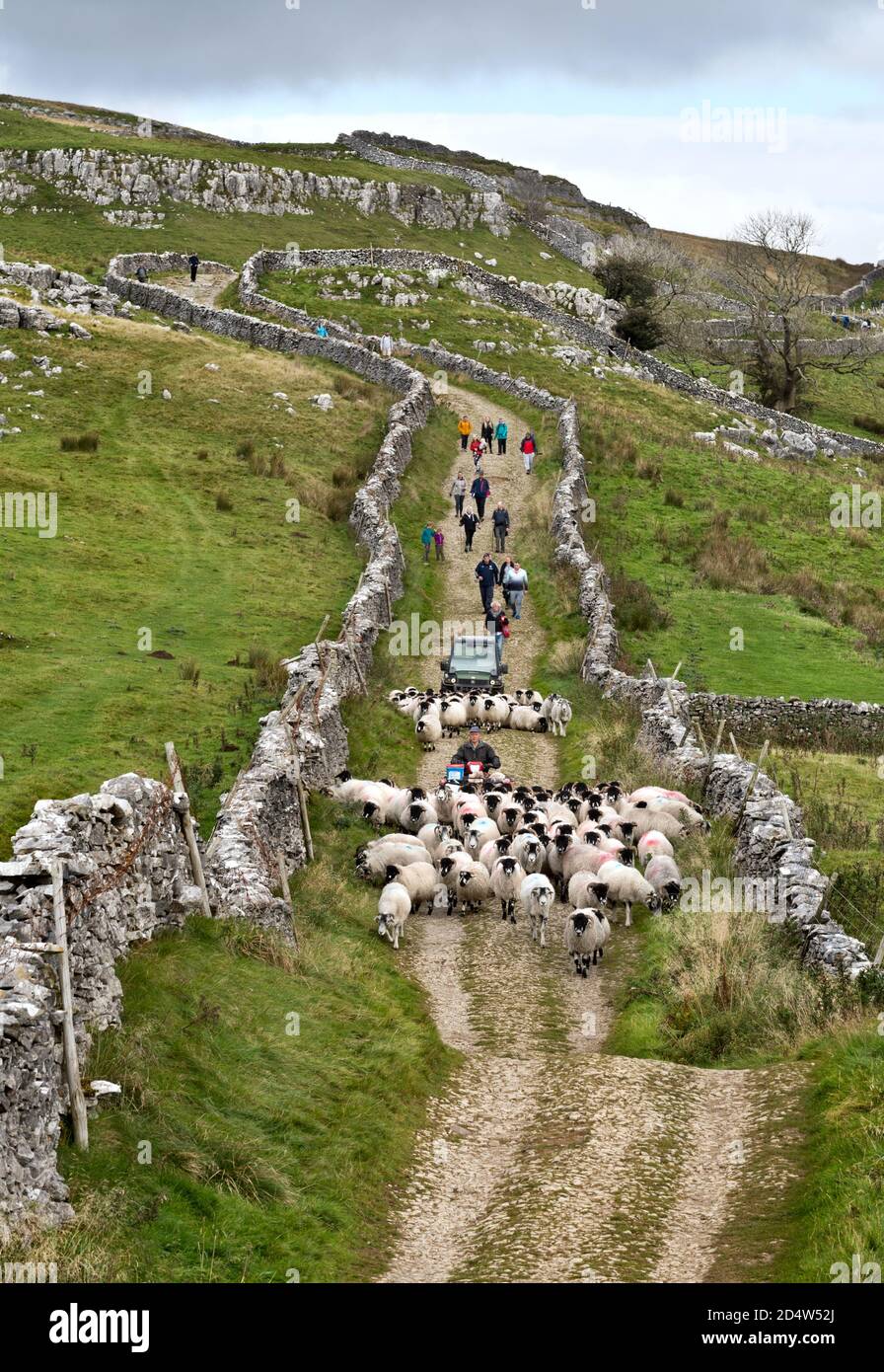 Horton-in-Ribblesdale, Yorkshire, Royaume-Uni. 11 octobre 2020. Travailler et jouer dans la campagne britannique au milieu de la pandémie de Covid-19. Un fermier emmène ses moutons au large des cloches de Pen-y-ghent tandis que les marcheurs peuvent profiter du temps ensoleillé du week-end pour marcher sur le célèbre sentier des trois pics. La route fait également partie de la Pennine Way. Horton-in-Ribblesdale, Parc national des Dales du Yorkshire: Crédit: John Bentley/Alamy Live News Banque D'Images