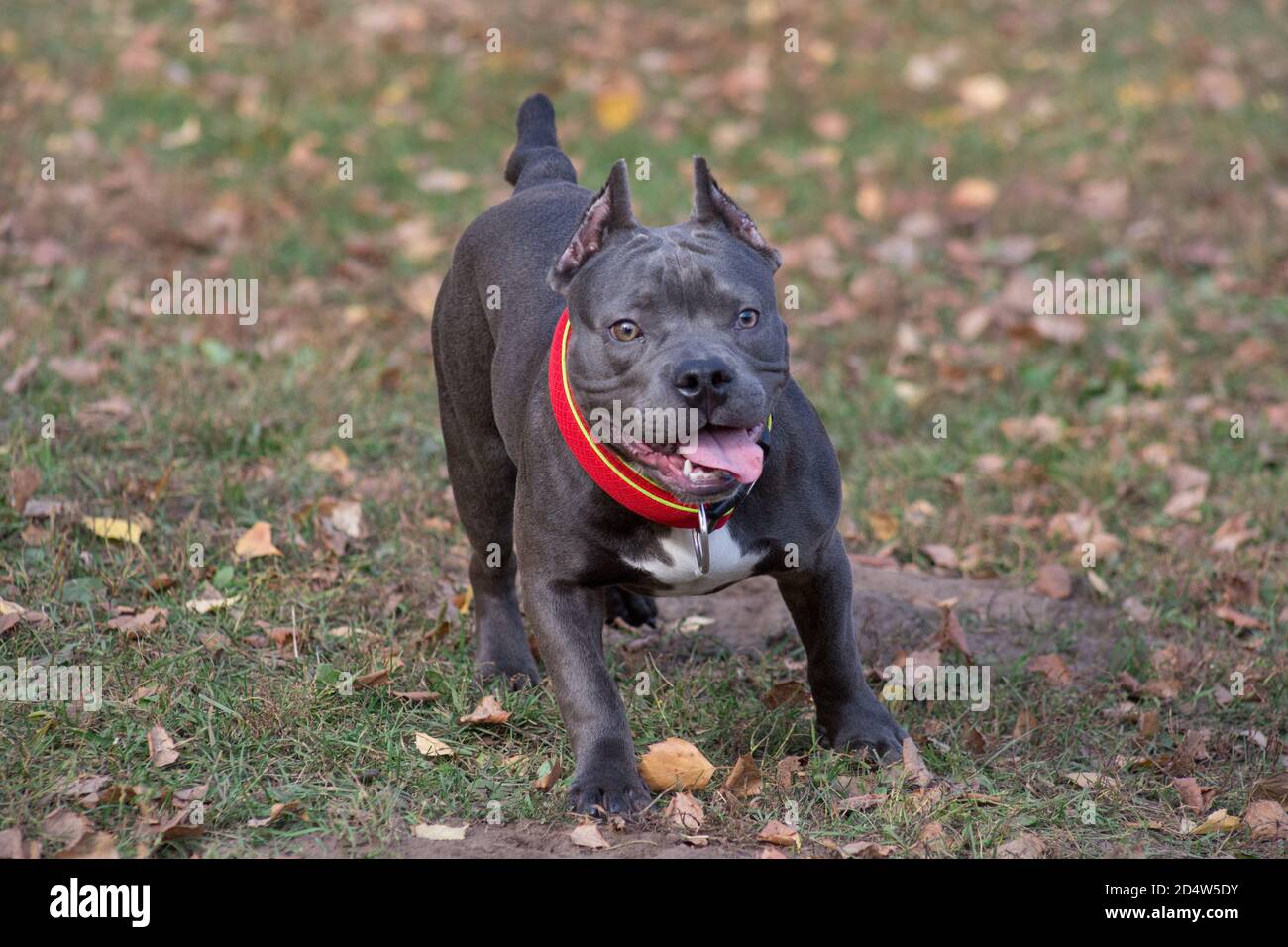 Le joli chiot américain est en train de courir dans le parc d'automne. Sept mois. Animaux de compagnie. Chien de race. Banque D'Images