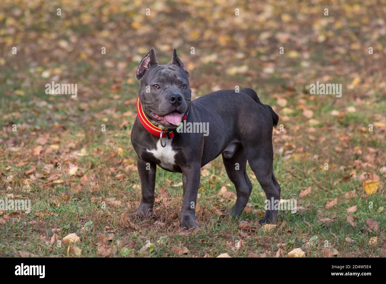 Le chiot américain mignon est debout dans le parc d'automne. Sept mois. Animaux de compagnie. Chien de race. Banque D'Images