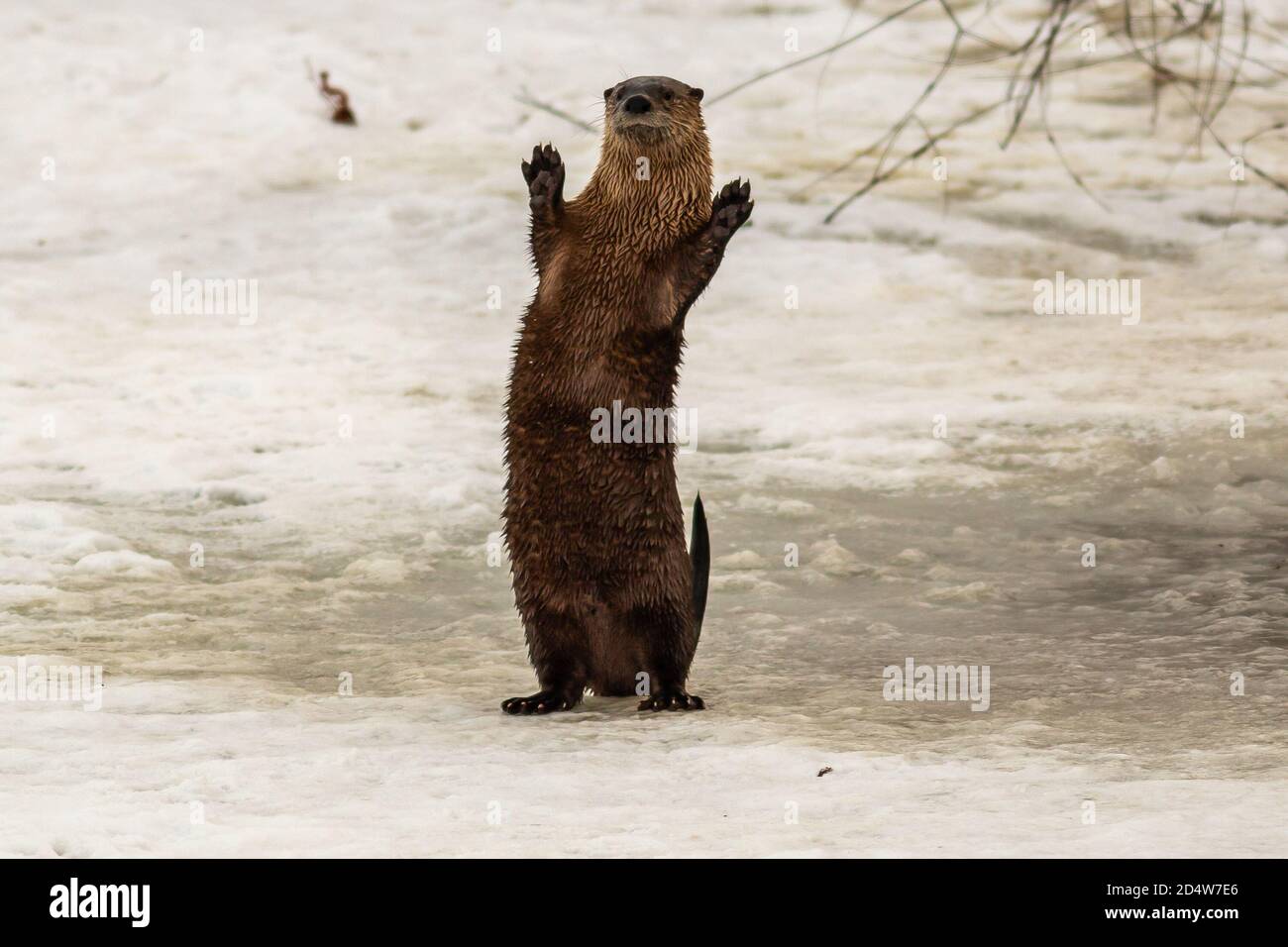 Otter de la rivière debout sur la glace et la spéléologie. Oregon, Merrill, Lower Klamath National Wildlife refuge, hiver Banque D'Images