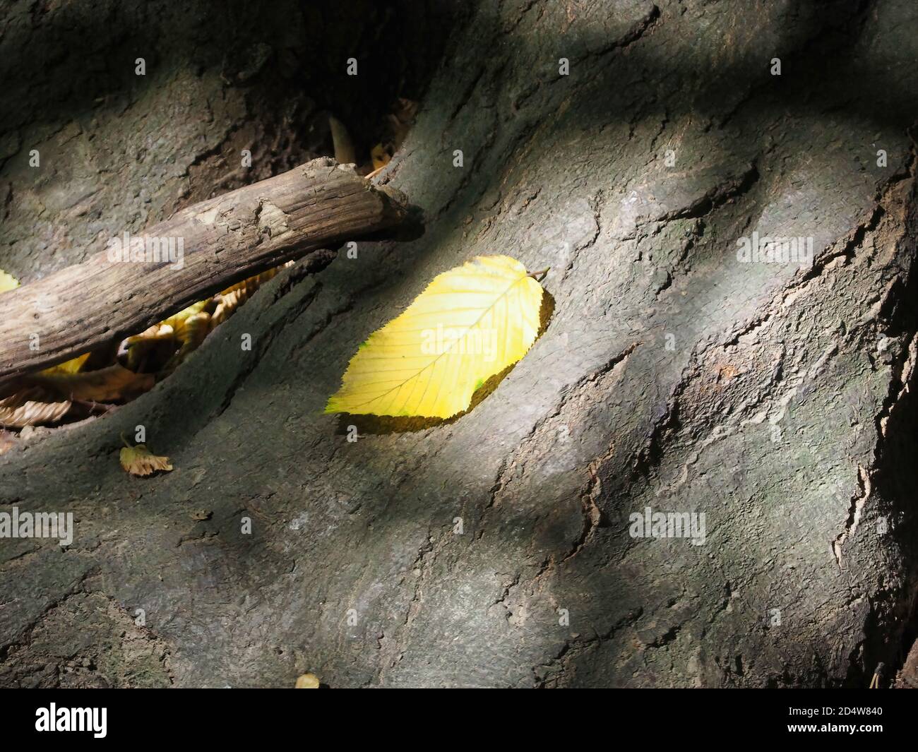 Gros plan d'une seule feuille jaune tombée sur le sol sombre Banque D'Images