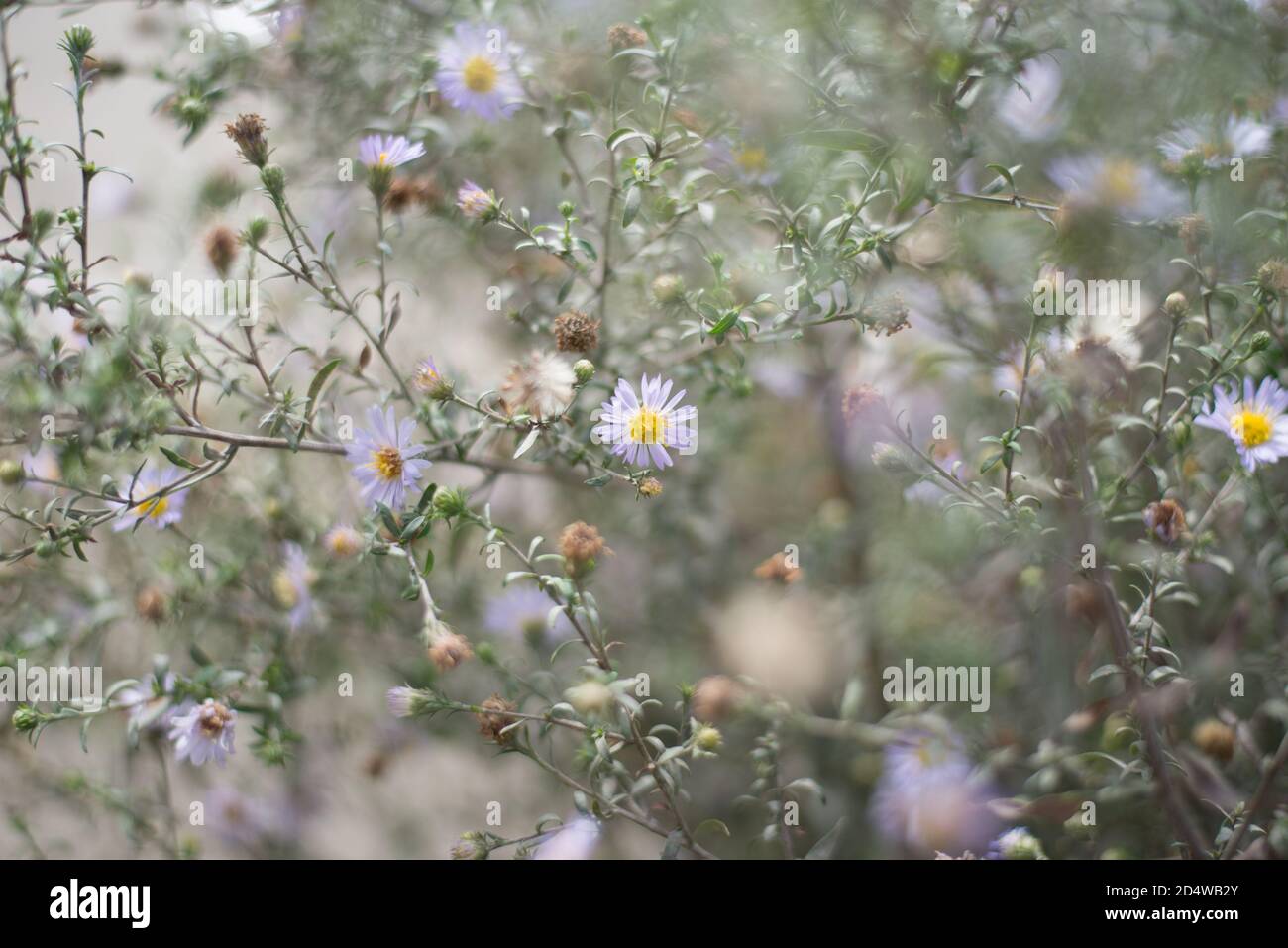 Arbuste à œil-de-bœuf Daisy Leucanthemum vulgare Bush Banque D'Images