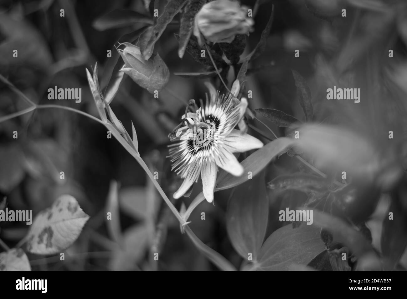 Passiflora Caerulea, passion Flower Bluecrown Blue Passionflower Clock Plant Clock Flower Banque D'Images
