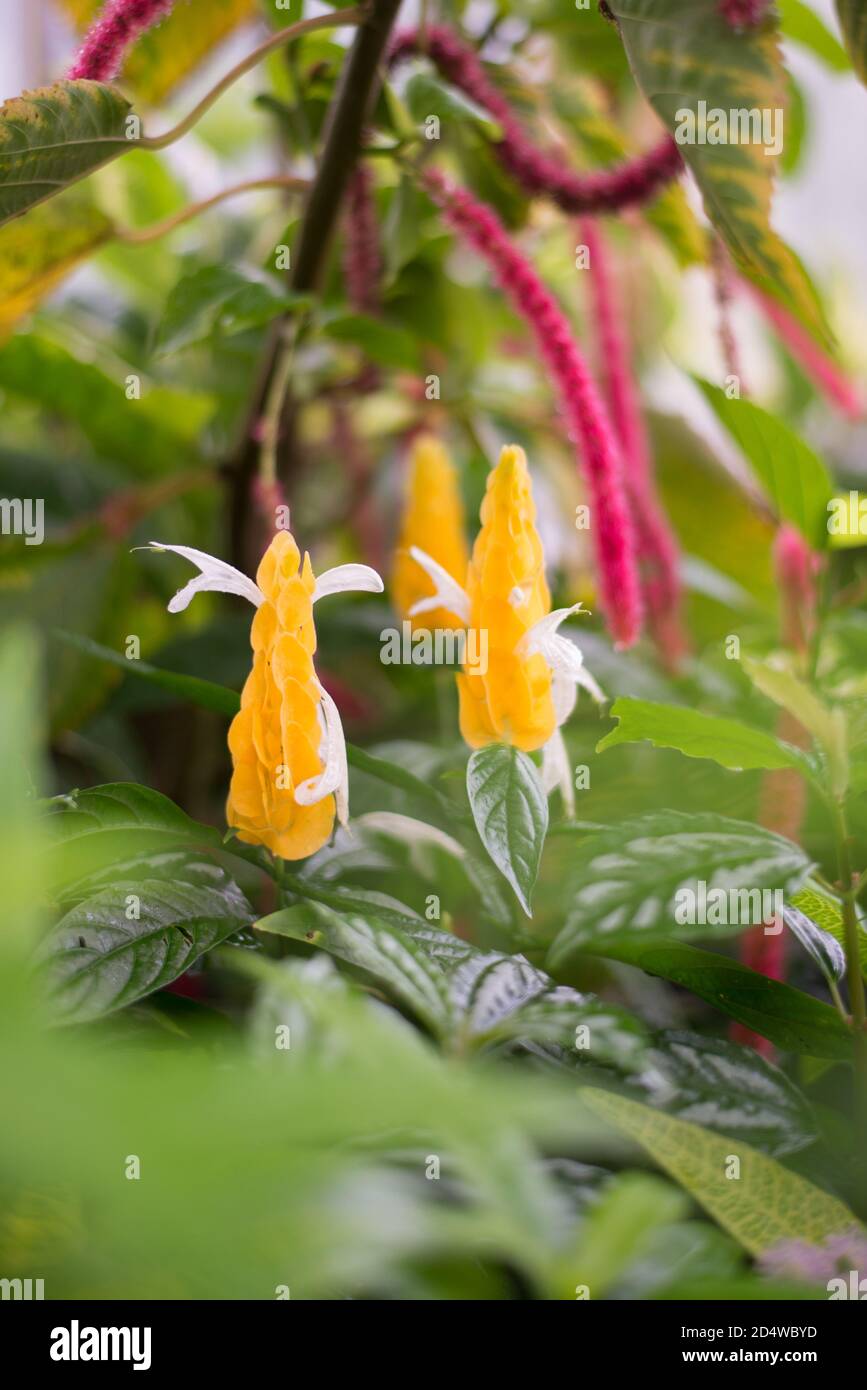 Pachystachys Lutea Lollipop plante de crevettes d'or subtropical jaune fleurs vert Les bractées exotiques Banque D'Images