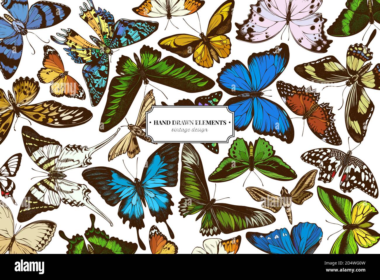 Éléments colorés avec une pointe orange, une queue d'allowtail émeraude, des reines de la jungle, un tigre Uni, une aile d'oiseaux de rajah brooke, un papillio torquatus Illustration de Vecteur