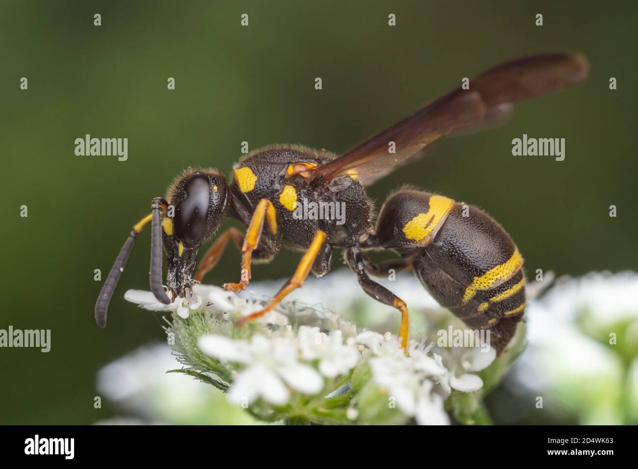 Guêpe potter (Euodynerus foraminatus) Banque D'Images