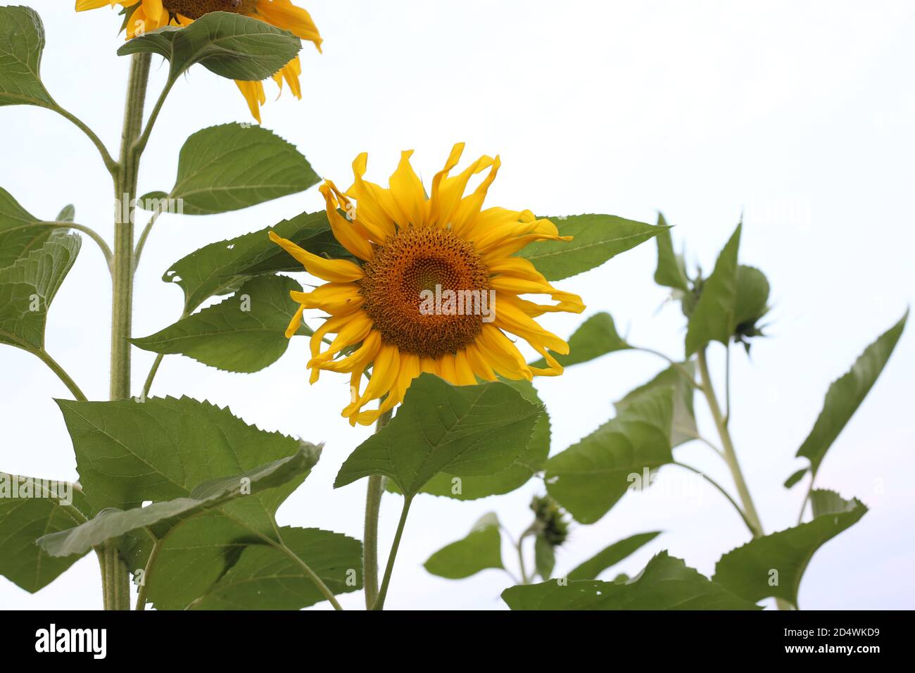 Beau et chaud en été avec champ de tournesol en fleurs fleurs. Banque D'Images