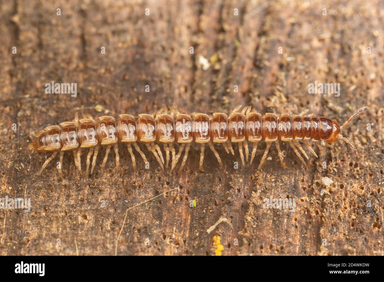 Les mille-pattes (Oxidus gracilis) Banque D'Images