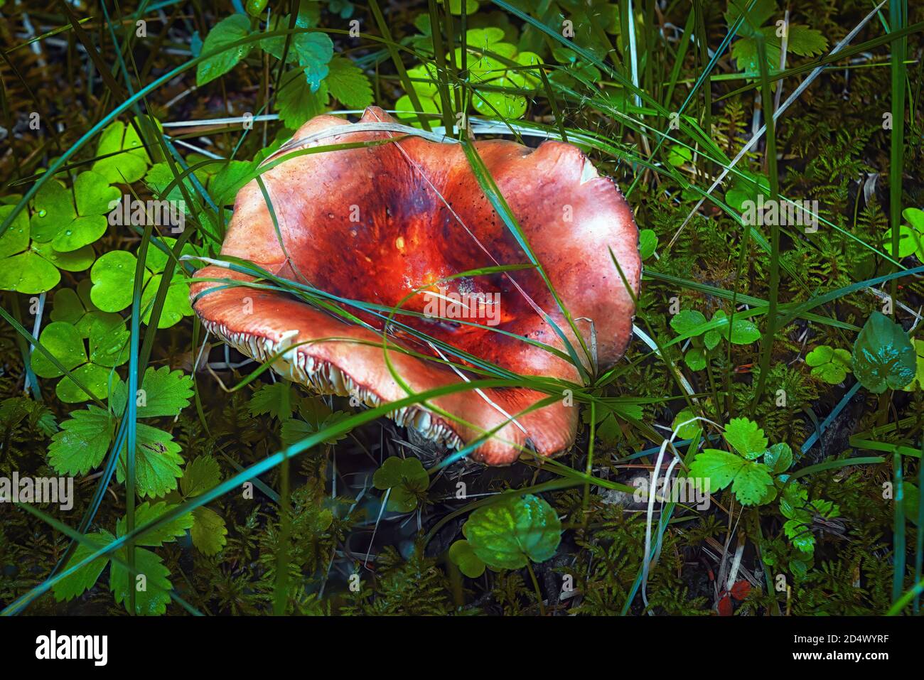 Russula emetica, communément appelé le sickener, émétique russula, ou vomissements russula mushroom Banque D'Images