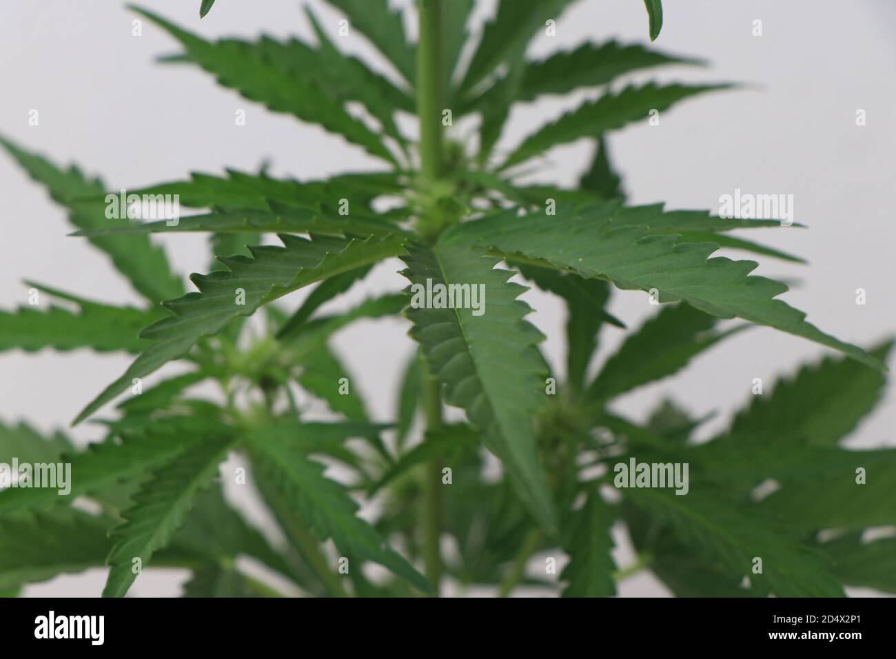 Un gros plan d'une plante verte de cannabis marijuana. Photo de haute qualité Banque D'Images