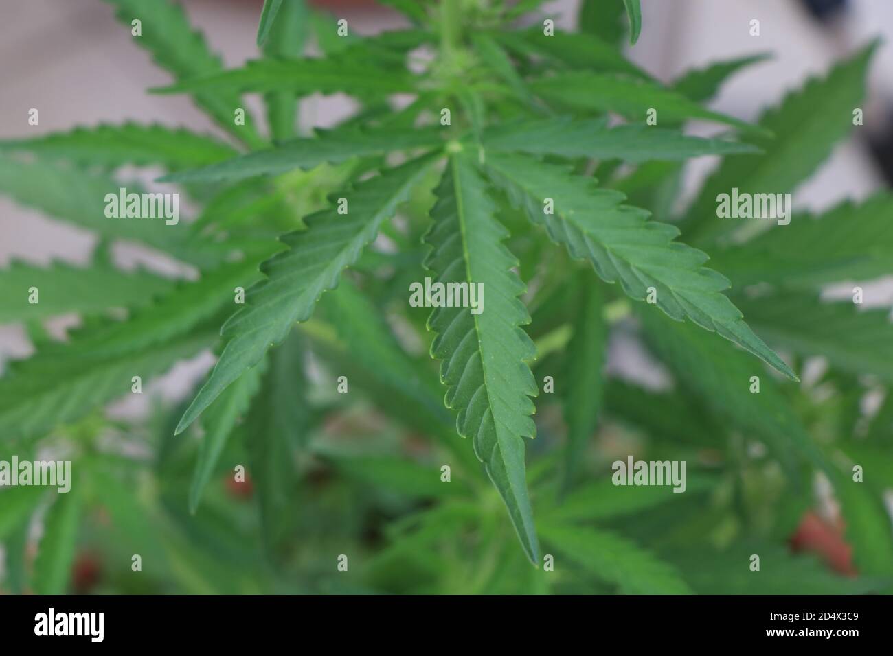 Un gros plan d'une plante verte de cannabis marijuana. Photo de haute qualité Banque D'Images