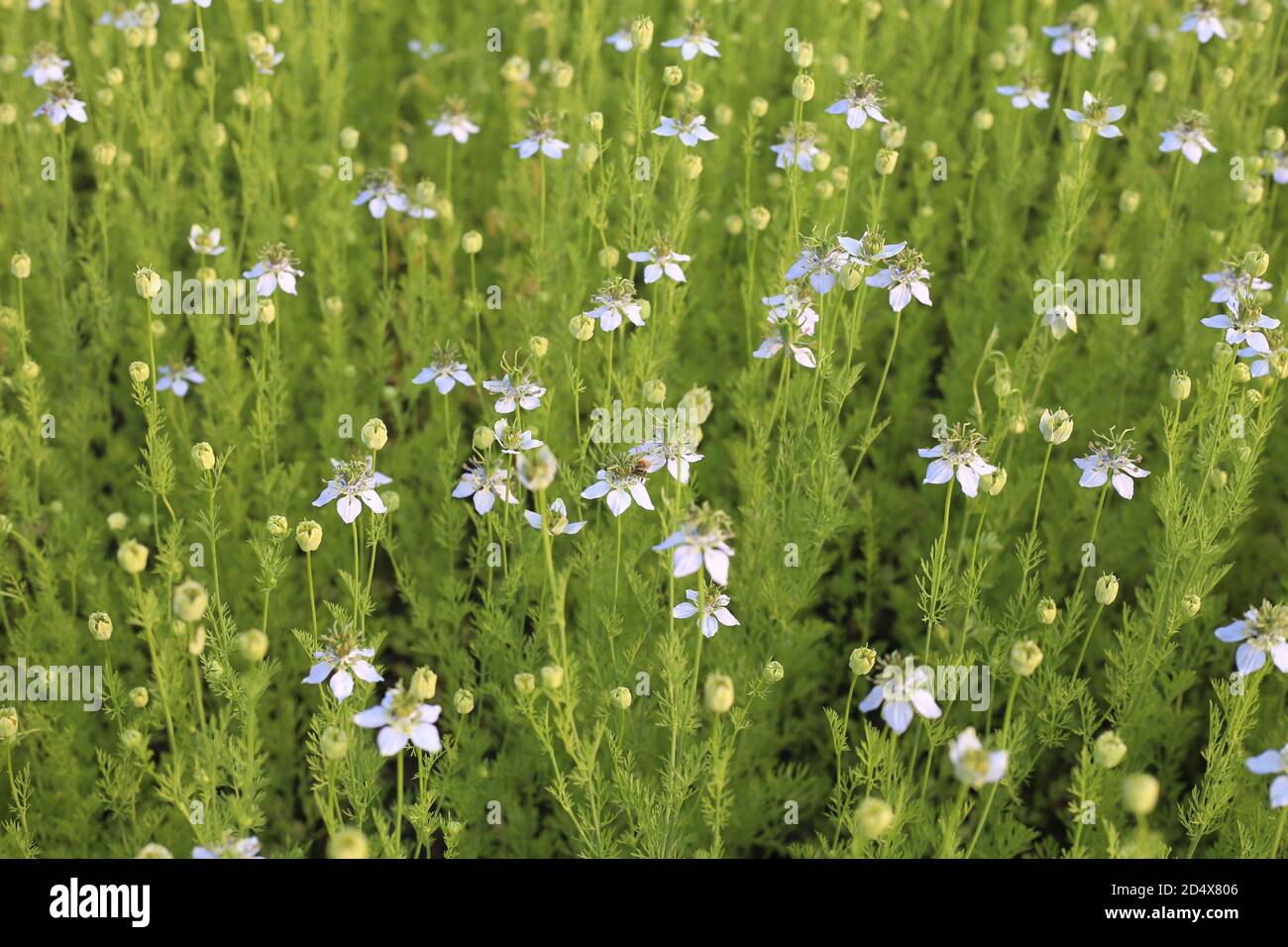 Plante de cumin noir vert poussant sur le champ avec fleur Banque D'Images