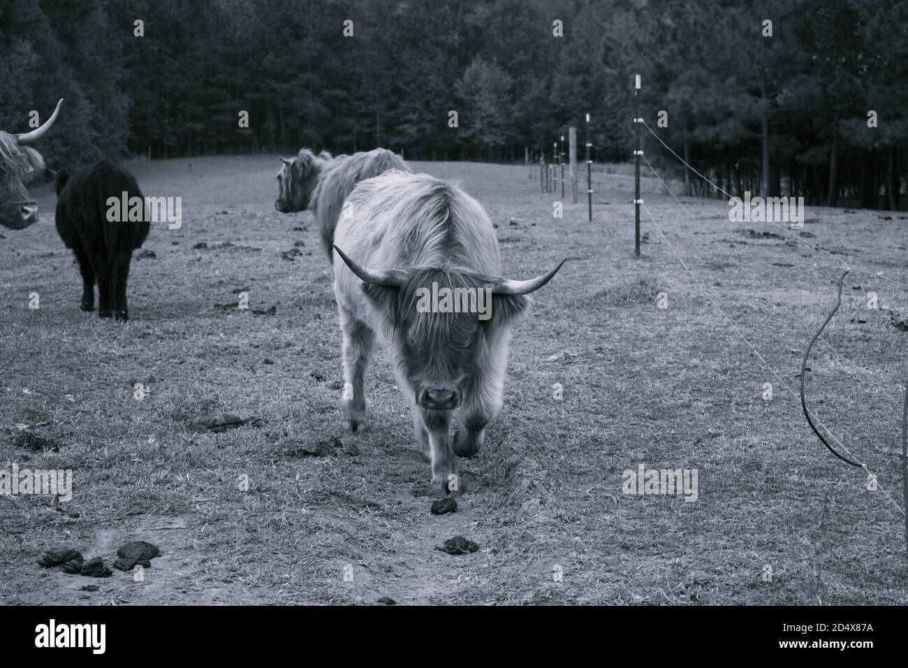 Troupeau de vaches des Highlands derrière la clôture dans le champ. Banque D'Images