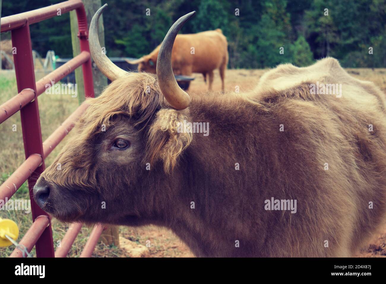 Concentrez-vous sur une seule vache des Highlands dans le champ de pâturage. Banque D'Images