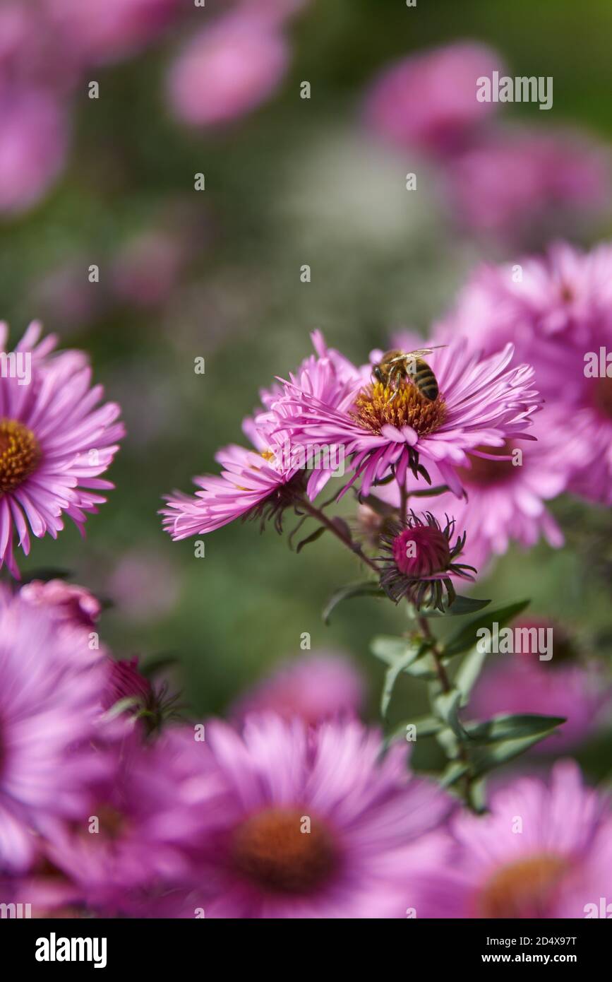 Abeille collectant le nectar sur une fleur pourpre. Gros plan d'une abeille sur une fleur pourpre. Abeille sur un aster violet. Banque D'Images