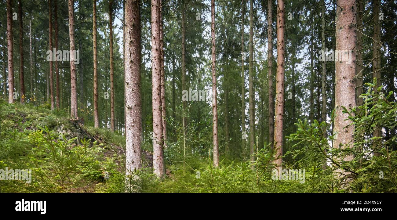 Forêt de pins dans les Ardennes belges. Banque D'Images