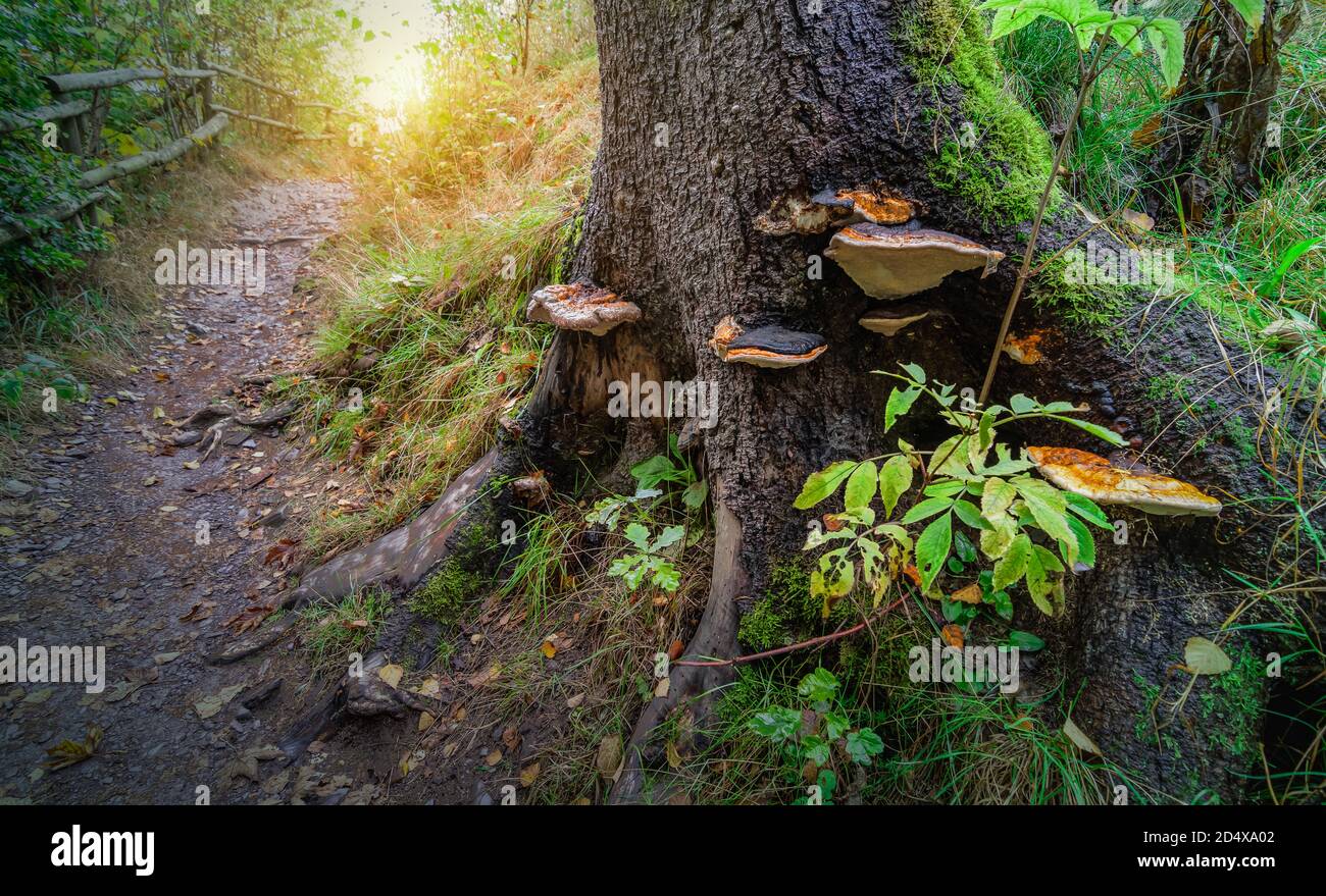 Un groupe de champignons contre un tronc d'arbre dans la nature belge. Champignon de la queue de dinde ou Trametes Versicolor. Banque D'Images