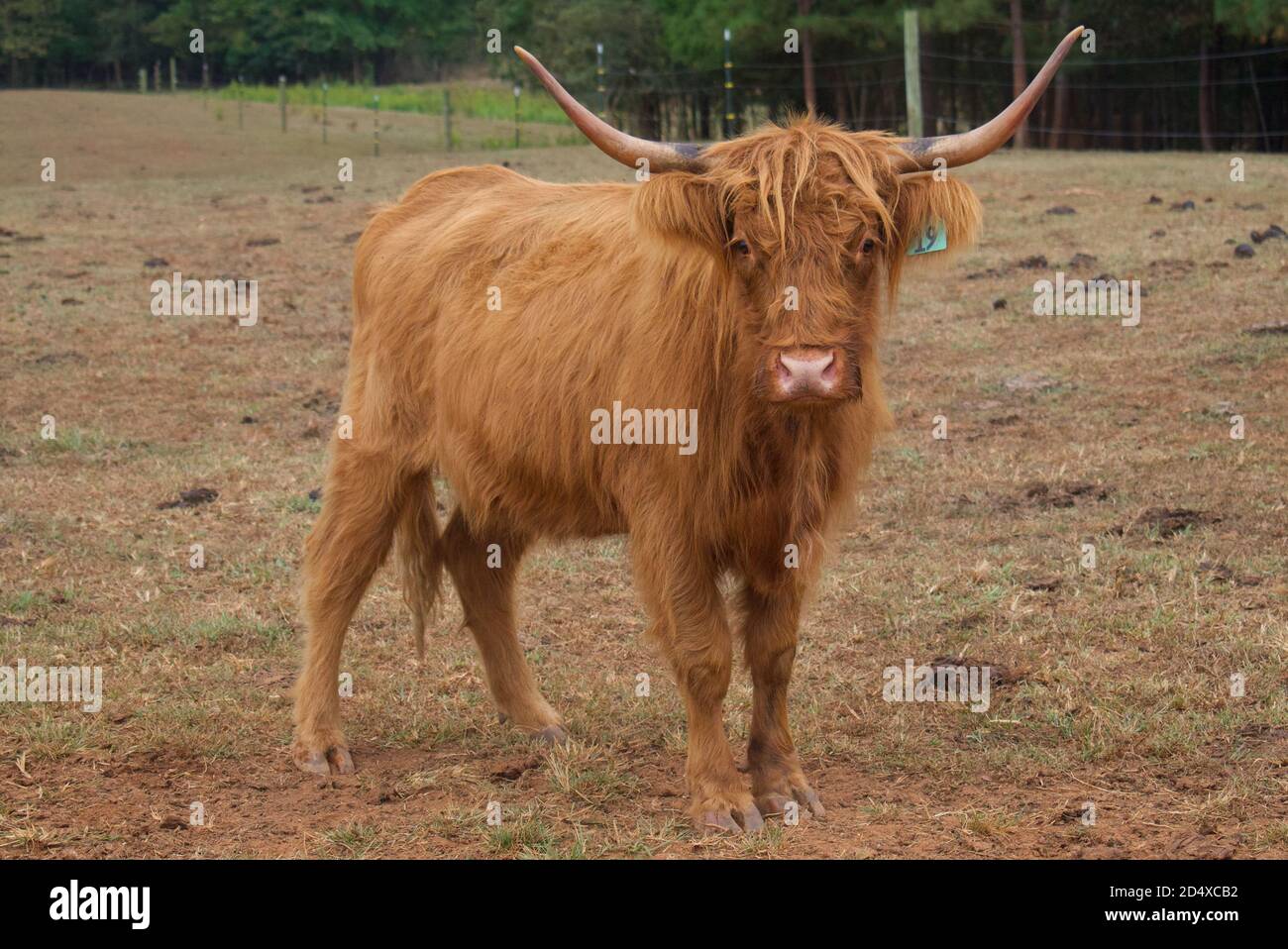 Concentrez-vous sur une seule vache des Highlands dans le champ de pâturage. Banque D'Images