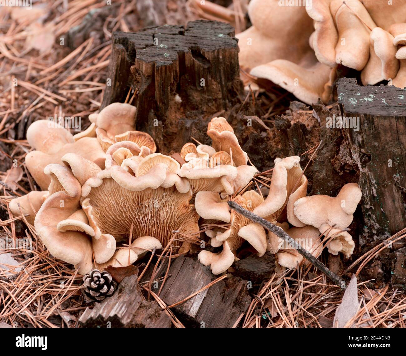 Oyster maurique champignon de champignons poussant sur une souche d'arbre déchue dans la forêt d'automne. Banque D'Images