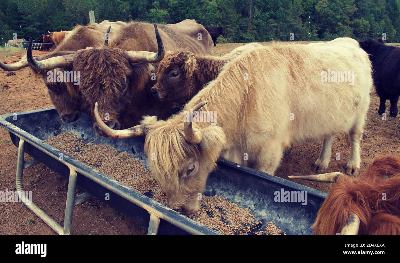 Plusieurs vaches hautes terres se nourrissant de la dépression. Banque D'Images