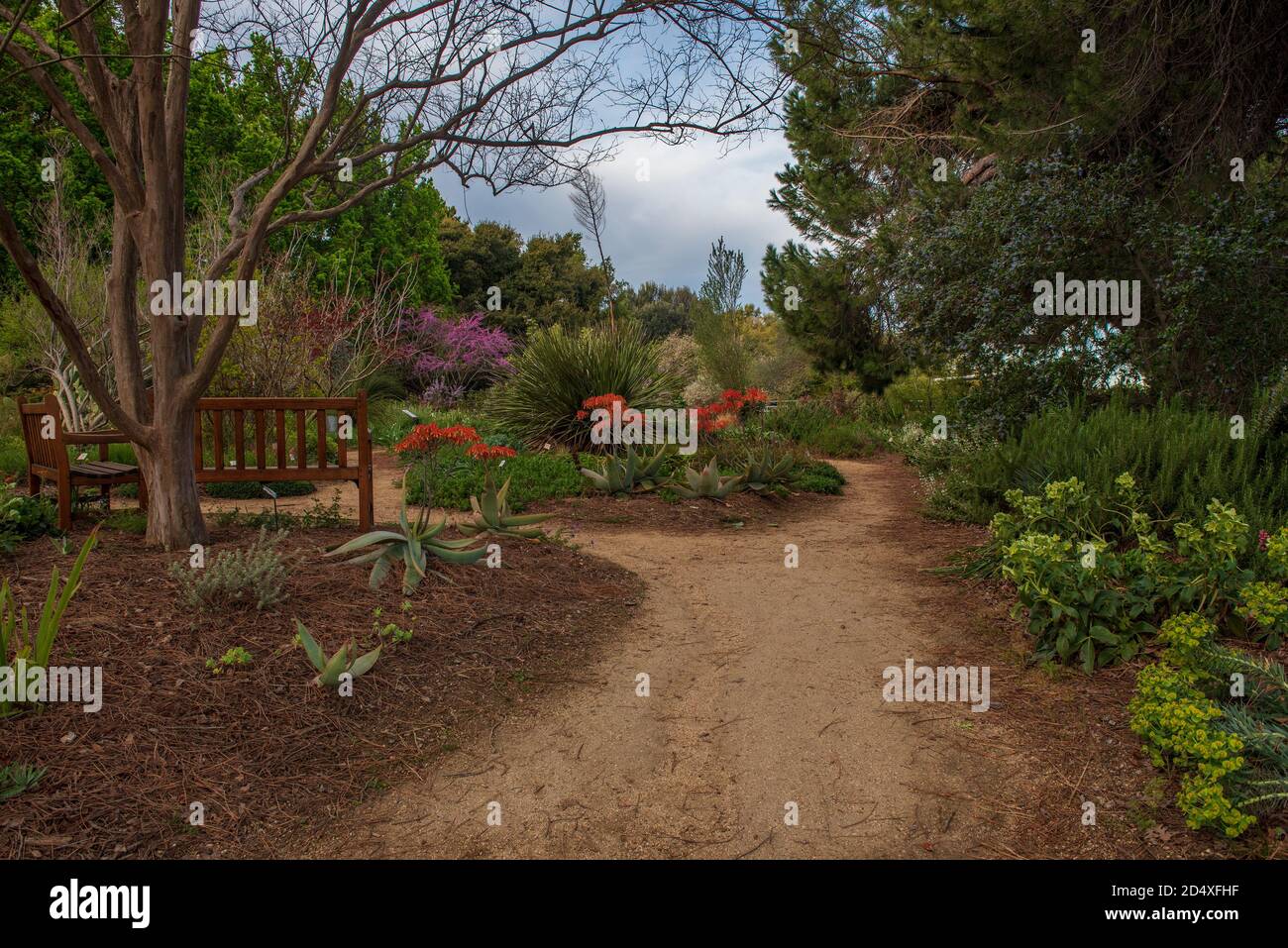 Davis, Californie, États-Unis. 28 novembre 2019. Chemin vers un jardin avec Aloe, le rouge et d'autres fleurs à l'arboretum UC Davis au printemps, sur un ensoleillé, Banque D'Images