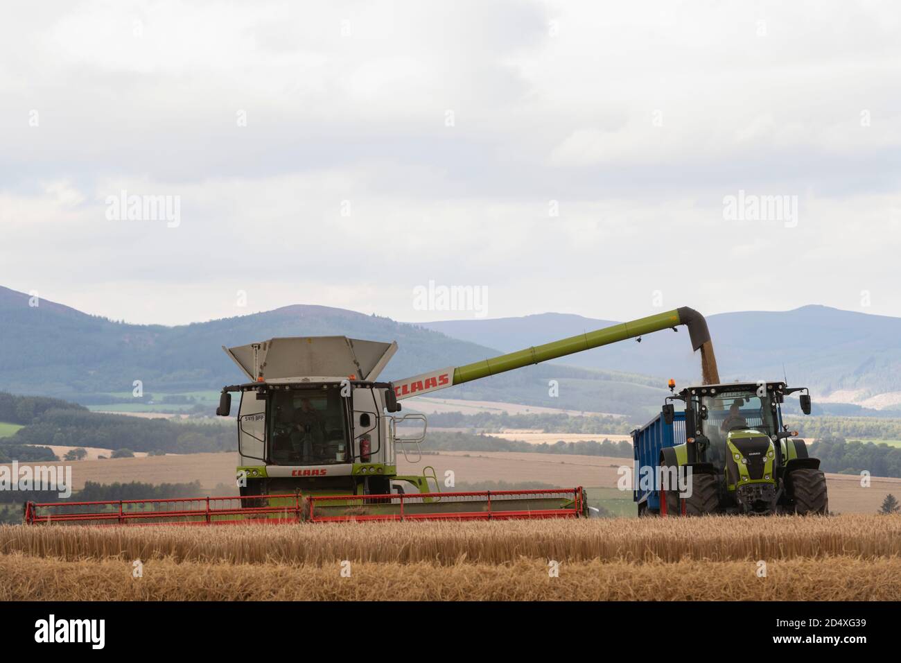 Une moissonneuse-batteuse travaillant dans la campagne Aberdeenshire de chargement de grain Dans une remorque Banque D'Images