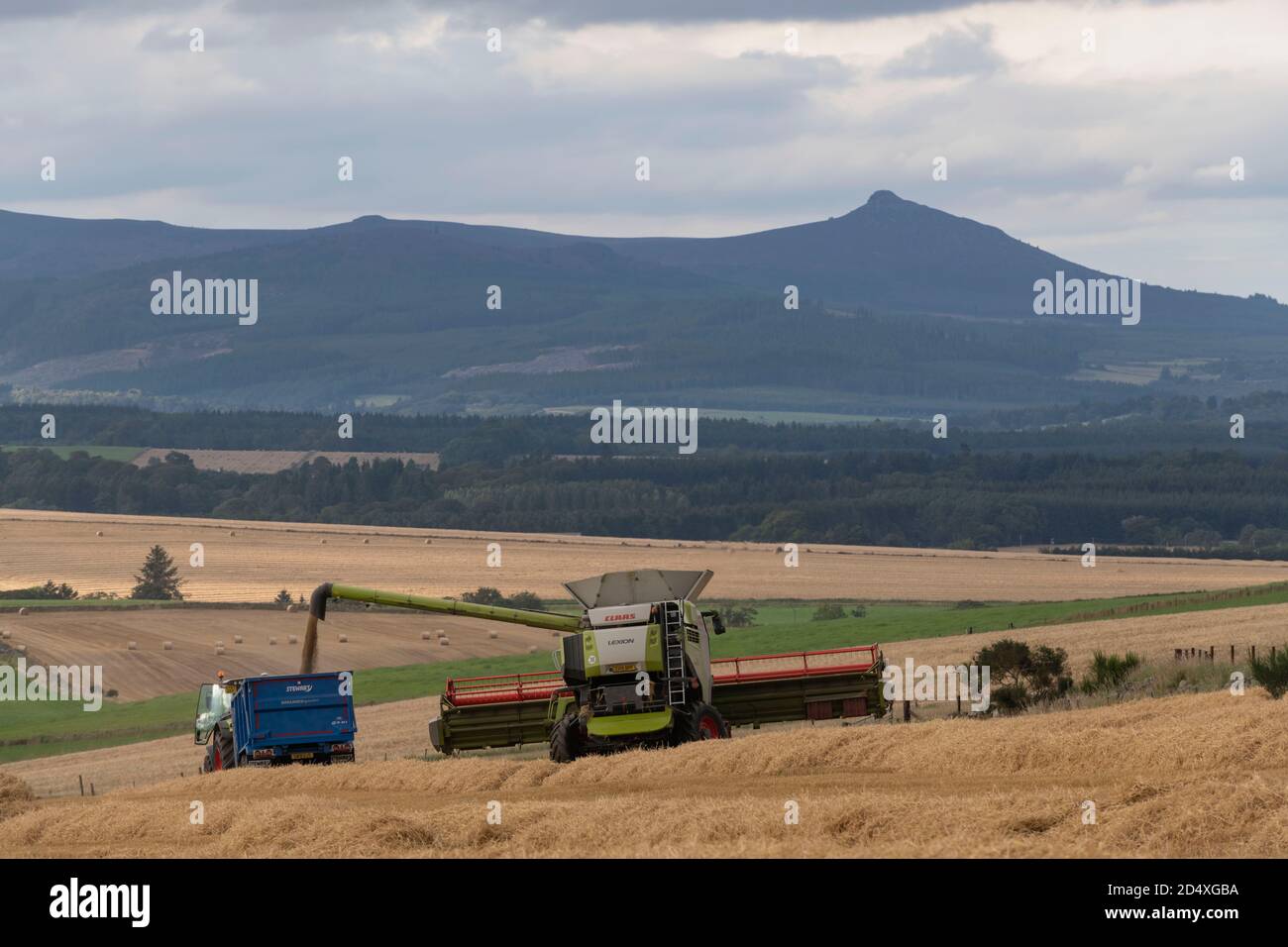 Une moissonneuse-batteuse charge du grain (orge) dans une remorque bleue Pendant la récolte à Aberdeenshire avec Bennachie dans la distance Banque D'Images