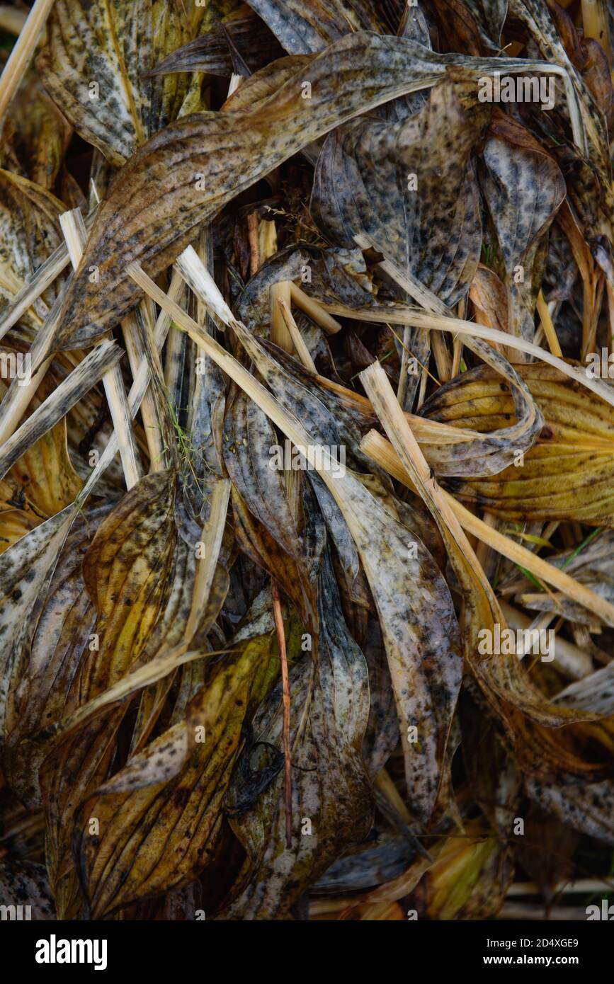 feuilles de plantes fléchées en automne. Banque D'Images