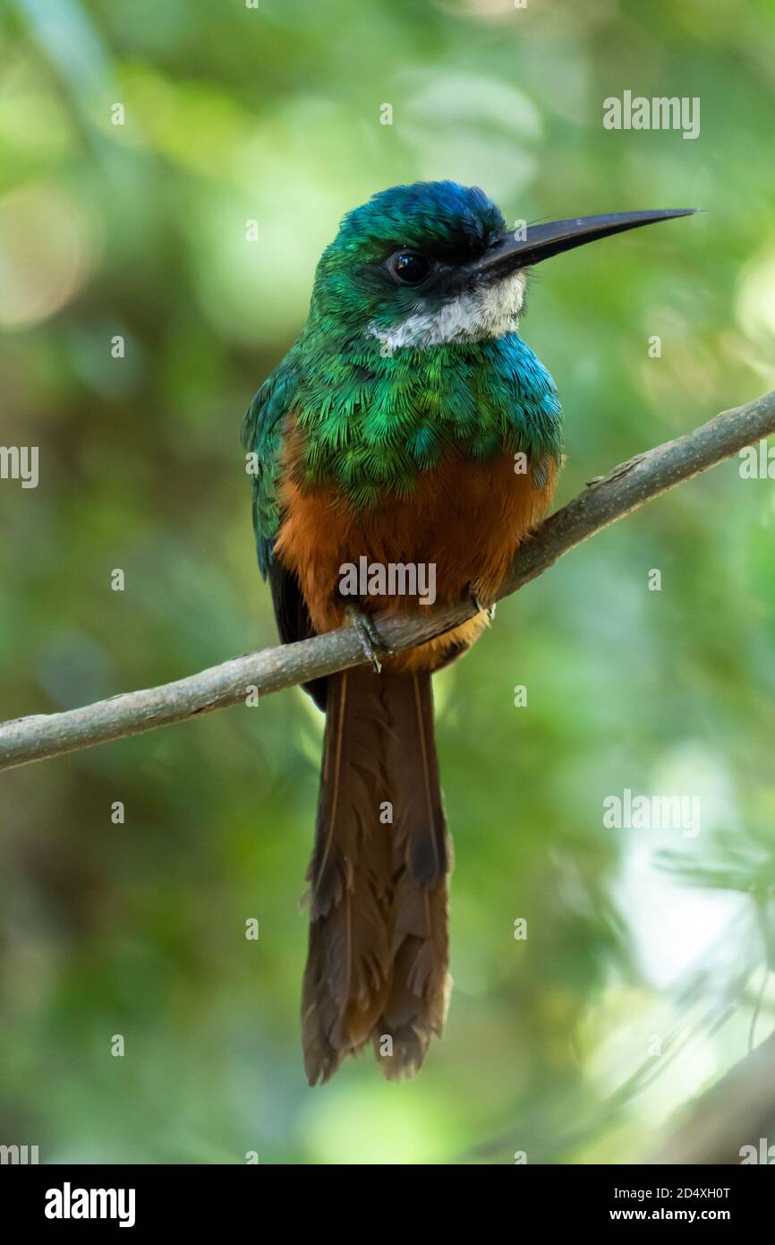 Le jacamar à queue rufée (Galbula ruficauda) Est un oiseau proche de la passerine qui se reproduit dans le Nouveau tropical Le monde au Brésil Banque D'Images