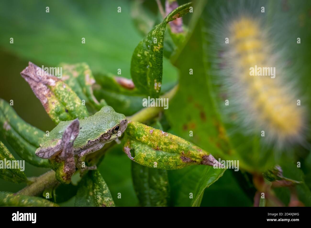 La grenouille grise d'un jeune Cope traverse l'arbusté avec un ver laineux au premier plan. Raleigh, Caroline du Nord. Banque D'Images