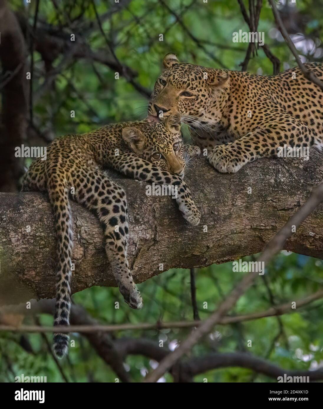 La Mere Et Le Leopard De Bebe Dans Un Arbre La Mere Est Toilettage Bebe Bebe Regarde Le Contenu Avec Les Yeux Captivant Spectateur Photo Stock Alamy