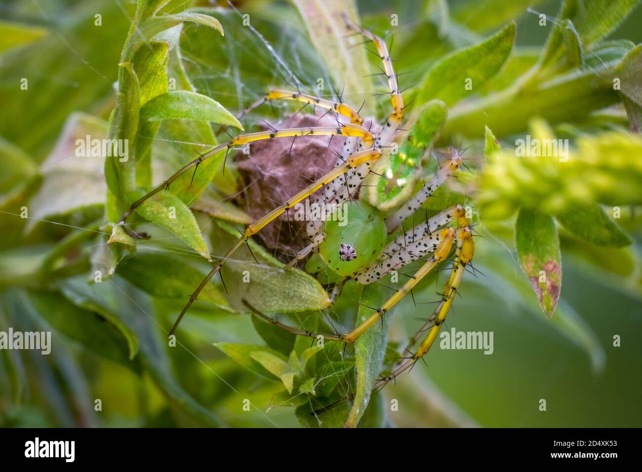 Une araignée Lynx verte (Peucetia viridans) protège son sac d'oeufs. Raleigh, Caroline du Nord. Banque D'Images