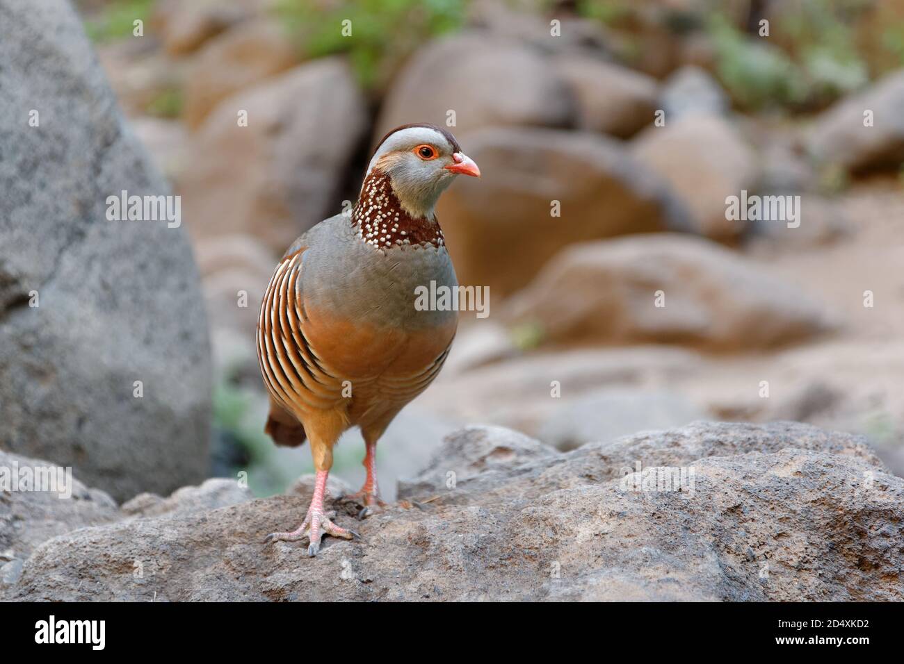 Barbary Partridge - Alectoris barbara est un oiseau de chasse de la famille des faisans (Phasianidae) de l'ordre des Galliformes. Il est originaire de l'Afrique du Nord. Vie Banque D'Images