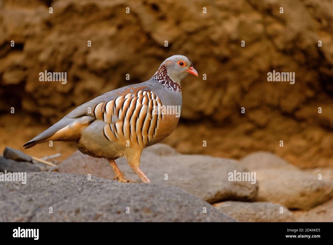 Barbary Partridge - Alectoris barbara est un oiseau de chasse de la famille des faisans (Phasianidae) de l'ordre des Galliformes. Il est originaire de l'Afrique du Nord. Vie Banque D'Images